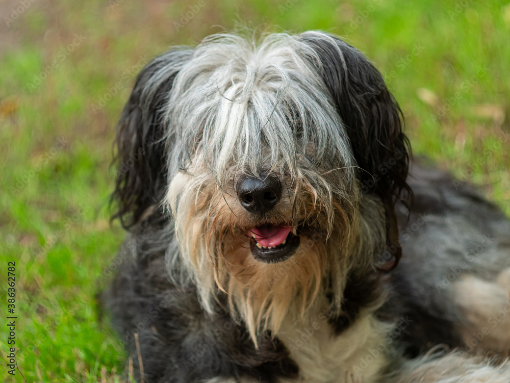 Polish Lowland Sheepdog sitting on green grass and showing pink tongue. Selective focus on a nose. Portrait of cute big black and white fluffy long wool thick-coated dog. Funny pet animals background