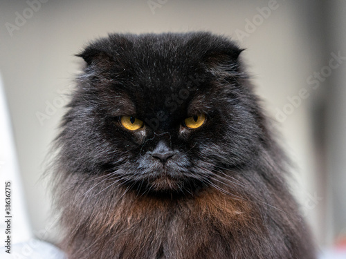gatto nero marrone, razza scottish fold long hair, orecchie basse, occhi arancioni, grande gatto