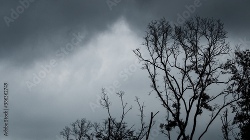Silhouette dead tree on dark dramatic sky and black clouds. Dark sky and dead tree background for Halloween day. Dead tree branches. Leafless tree in the forest. Background for sad and lonely moment. © Artinun