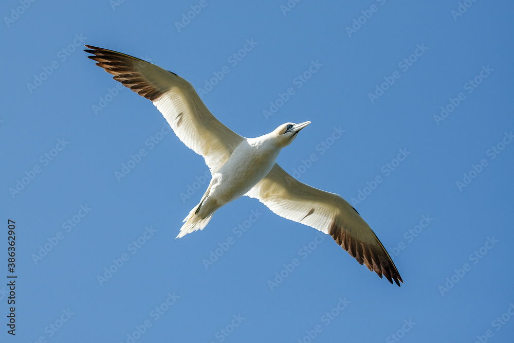 Gannet in flight against a bright blue sky Gannet in flight against a bright blue sky
