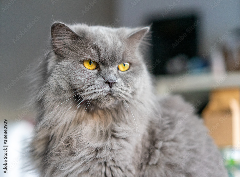 gatto grigio, razza british long hair, occhi arancioni a pelo lungo