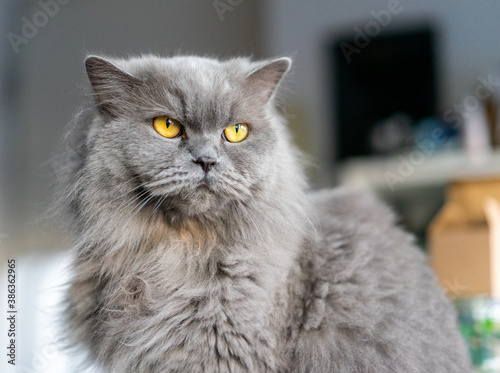 gatto grigio, razza british long hair, occhi arancioni a pelo lungo photo