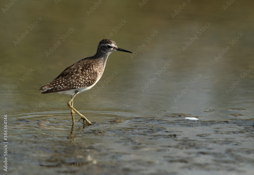 Portrait of a Wood Sandpiper at Asker marsh, Bahrain