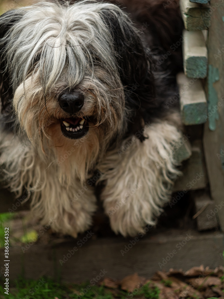Polish Lowland Sheepdog sitting on wooden bench and showing pink tongue. Selective focus on a nose. Portrait of cute big black and white fluffy long wool thick-coated dog. Funny pet animals background
