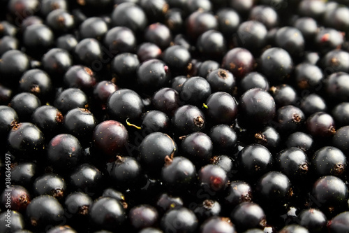 Black currant fresh berries closeup