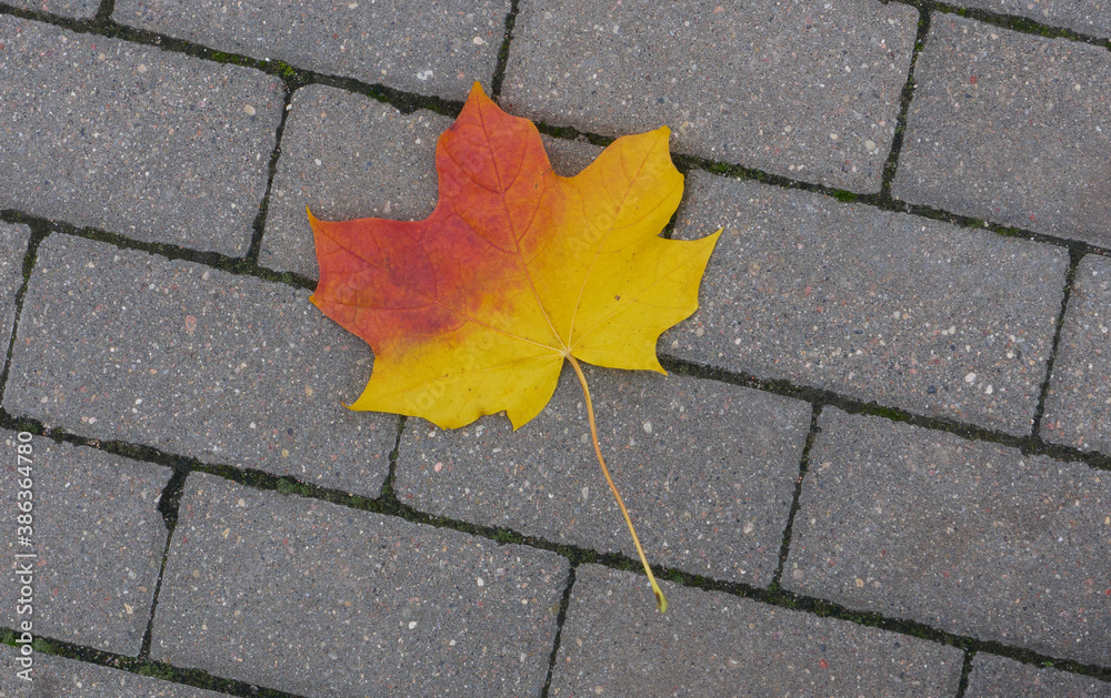 Autumn leaves fallen on the road. High quality photo