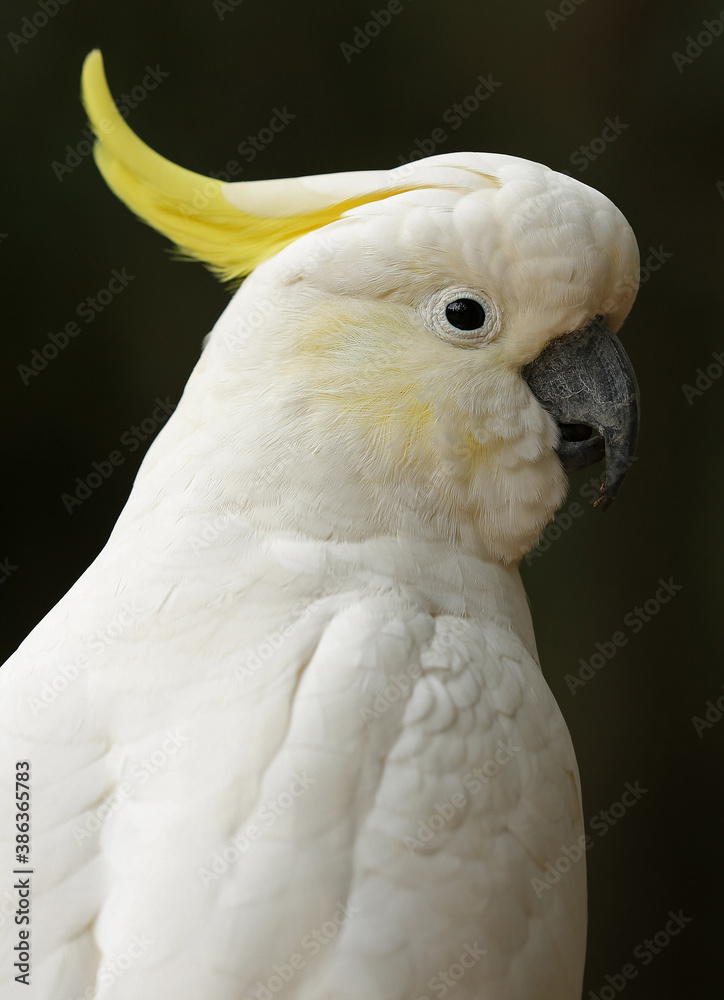 Sulphur-crested cockatoo (Cacatua galerita), a large white parrot found in Australia. Sulphur-crested cockatoo (Cacatua galerita), a large white parrot found in Australia.