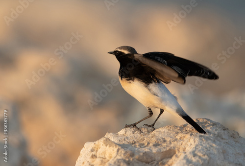 Pied wheatear ready to fly at Busaiteen coast of Bahrain