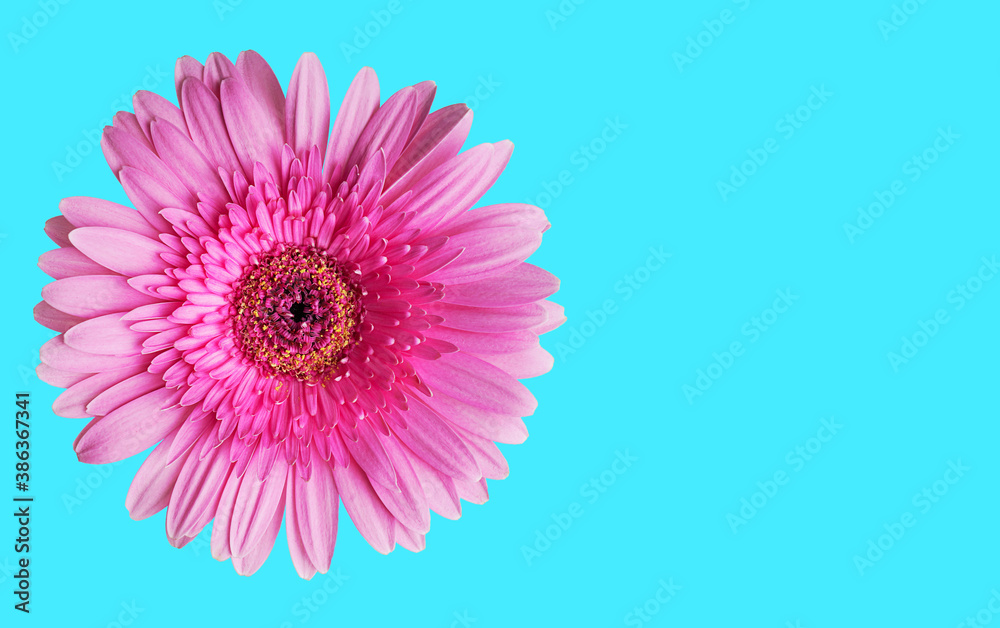 Single magenta pink gerbera daisy flower head with pollen against bright blue background. Image with copy space, horizontal orientation