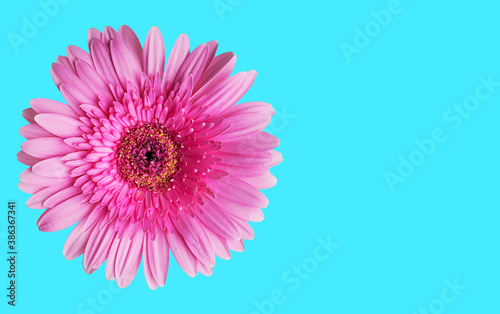 Single magenta pink gerbera daisy flower head with pollen against bright blue background. Image with copy space  horizontal orientation