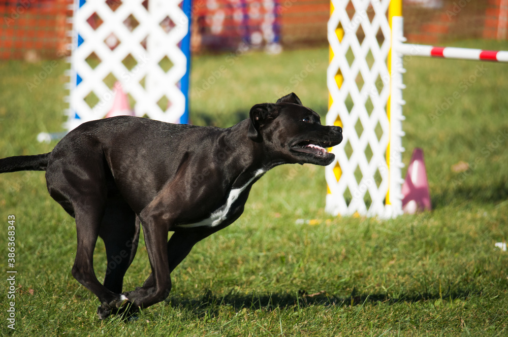 black dog running agility