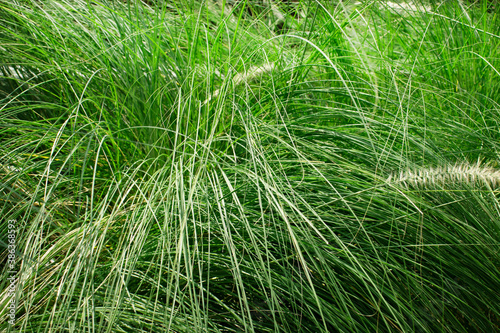 White squirell's tail grass background