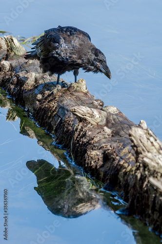 Molting Raven (Corvus corax) in Yellowstone National Park, USA