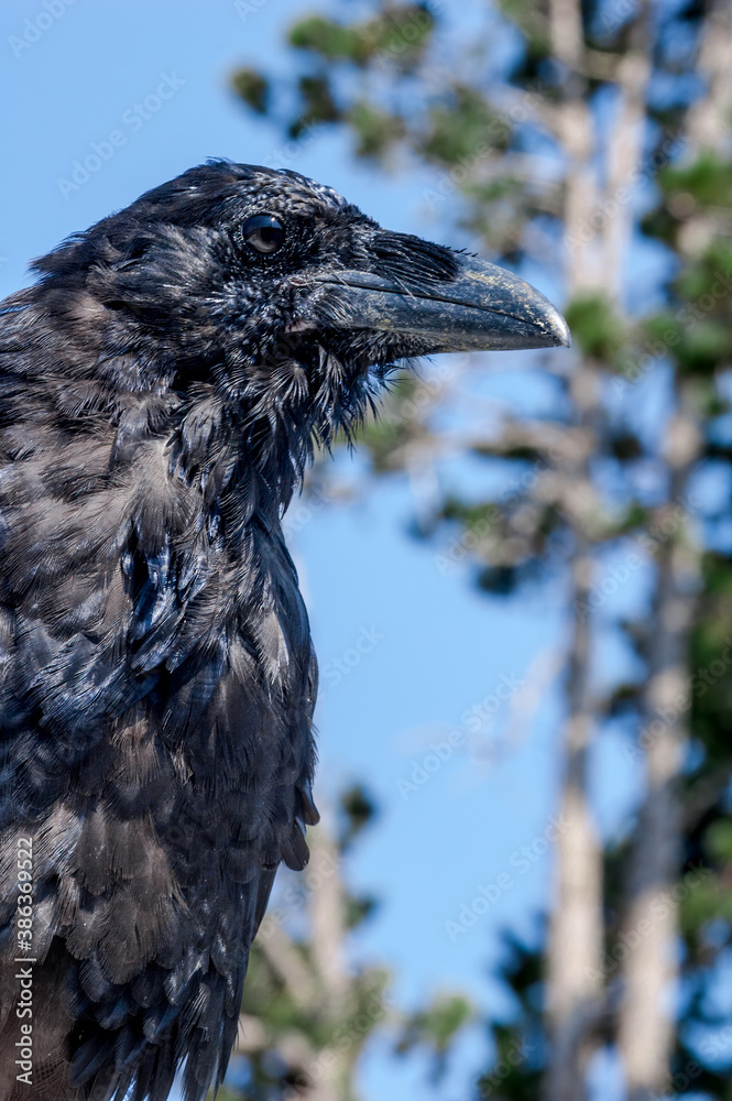 Fototapeta premium Molting Raven (Corvus corax) in Yellowstone National Park, USA
