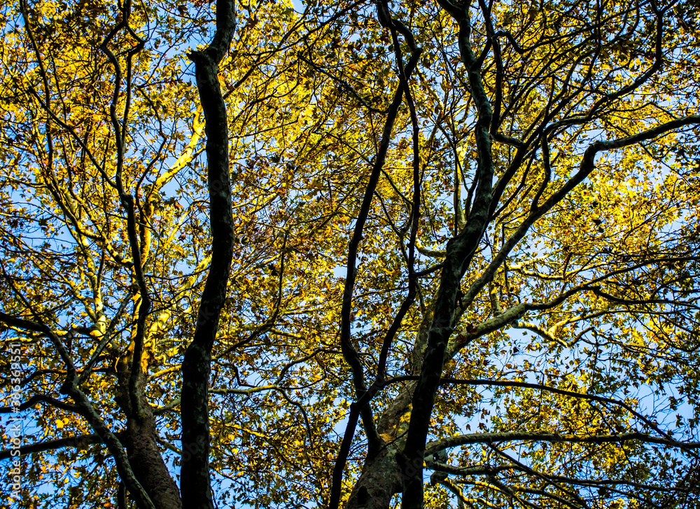Yellow foliage of autumn trees against the blue sky. Fall season, natural background, landscape Yellow foliage of autumn trees against the blue sky. Fall season, natural background, landscape