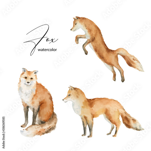 Watercolor vector set of Fox isolated on a white background.