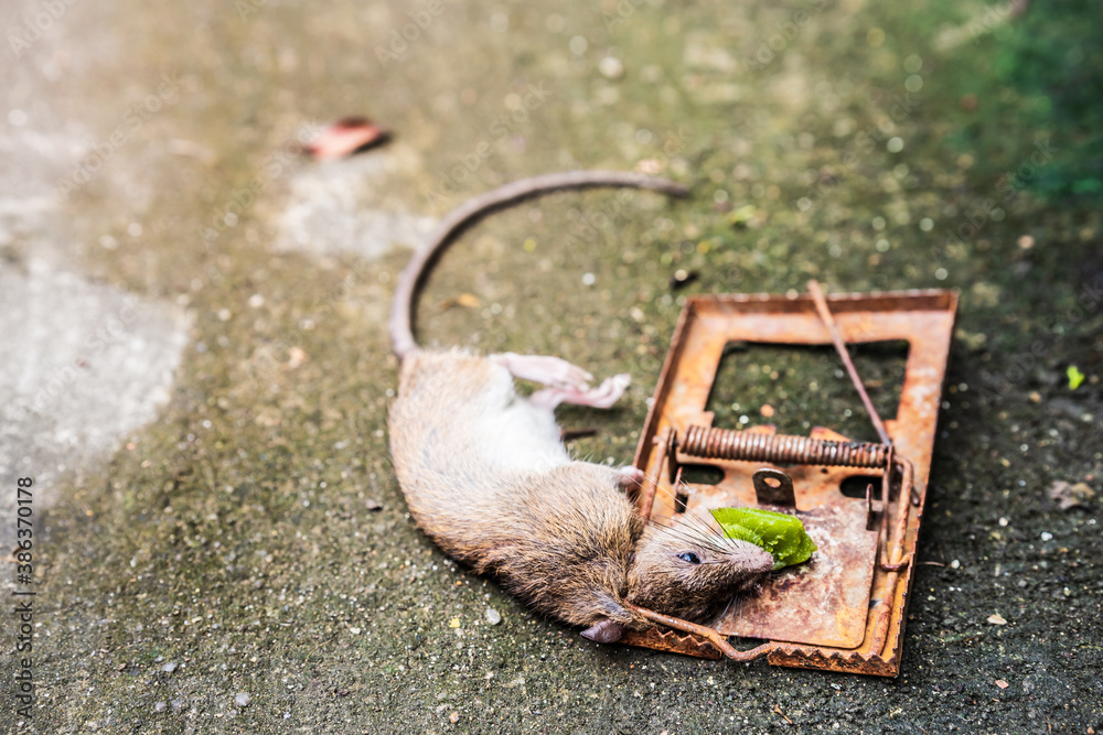 Rat are trapped in a mousetrap in the house. Mouse entered the house to  find food. Green caramel is used as food to lure rats in rust traps. Stock  Photo