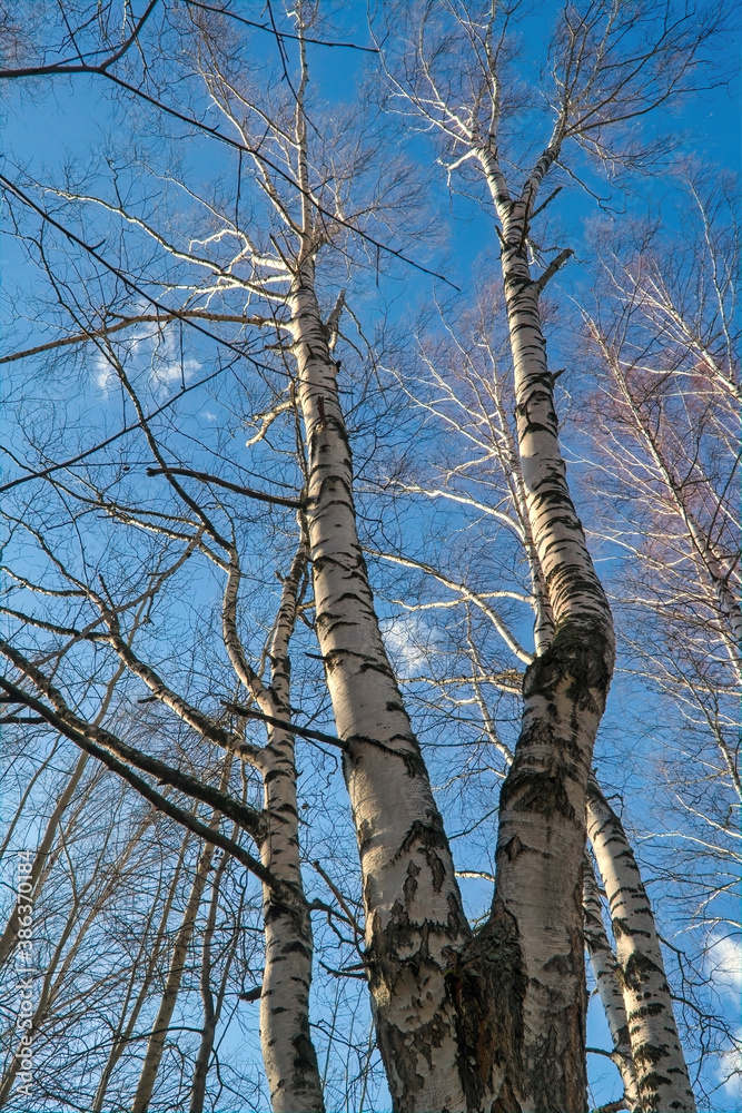 Autumn scene trunks of birches with flying leaves against a background of blue sky and white clouds bottom view. Autumn scene trunks of birches with flying leaves against a background of blue sky and white clouds bottom view.