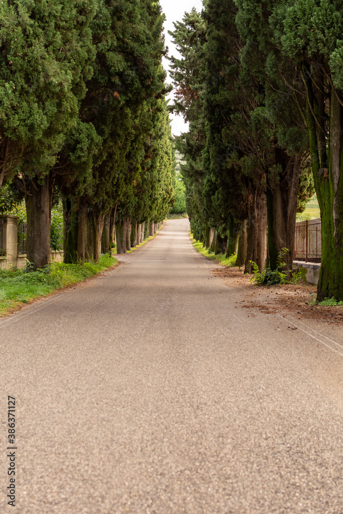 Empty road with an alley of trees in the Veneto region, Italy