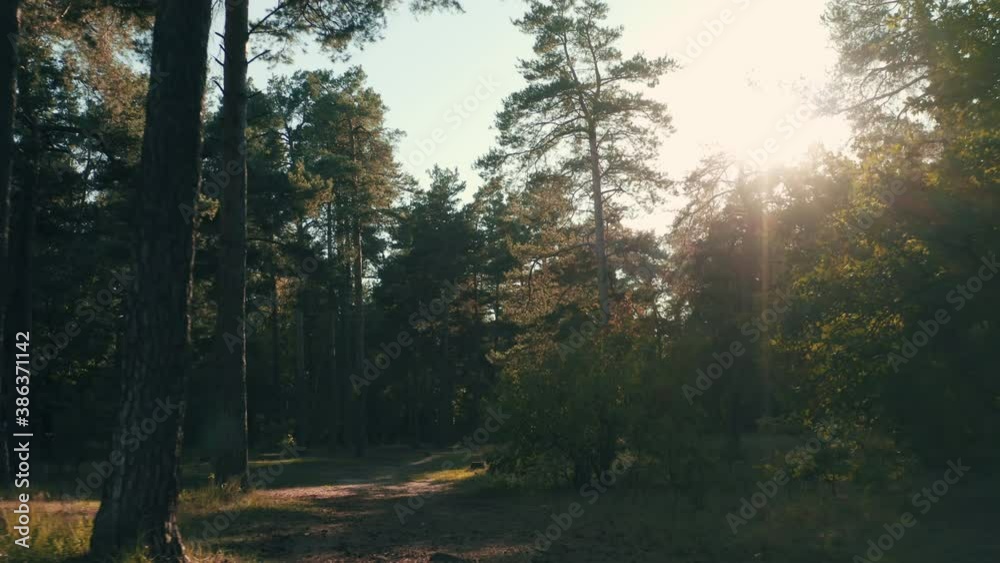 Forest autumn park sun morning mist yellow magical Forest autumn park sun morning mist yellow magical