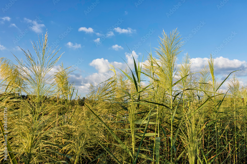 Blooming reeds close-up on the shore of a pond against a blue sky with clouds