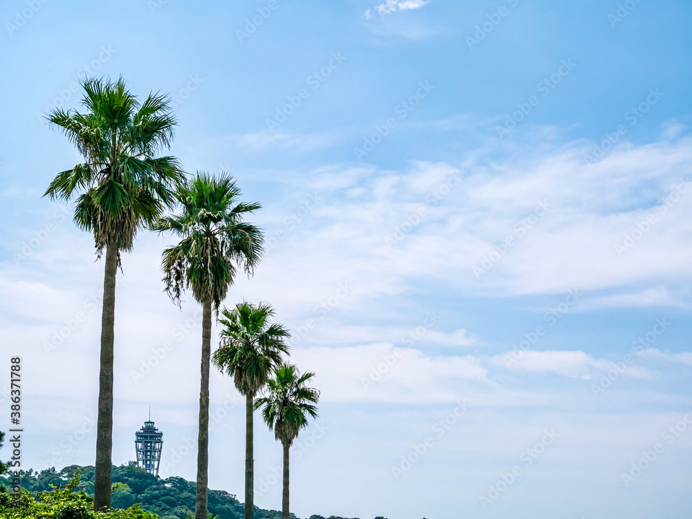 【神奈川県 江ノ島】トロピカルな樹木と青空