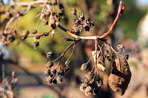 Dried amelanchier berries in a garden photo