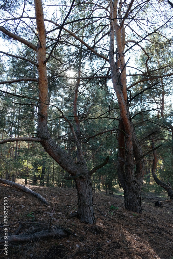 Naklejka premium trees in autumn