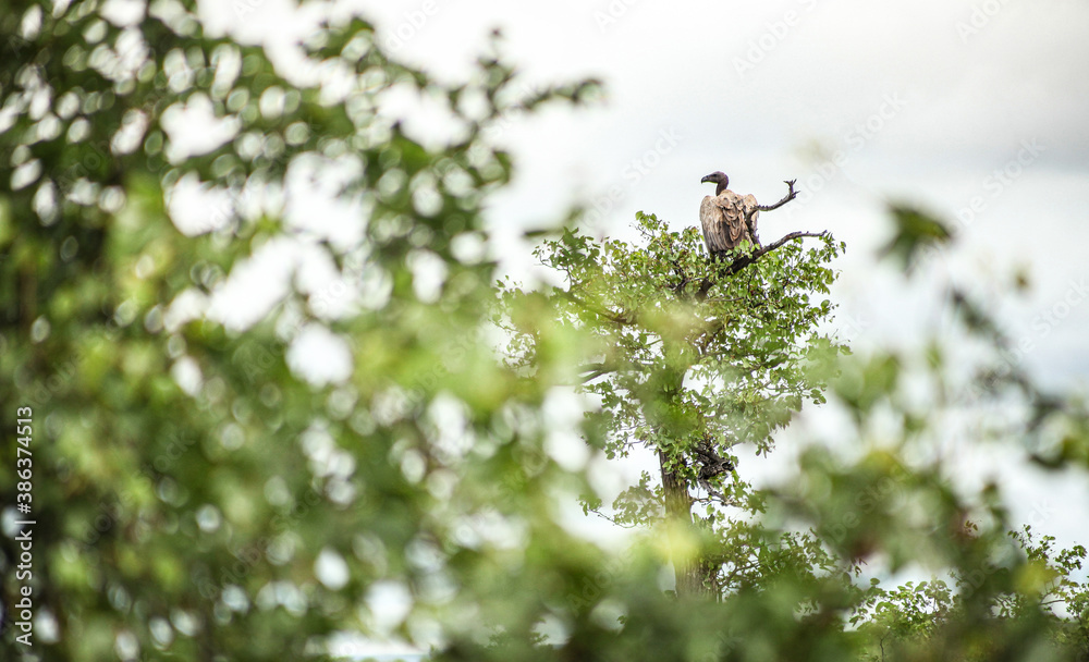 African Vulture perched on a  tree branch in a wildlife reserve