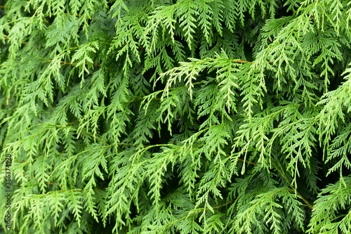 Closeup of western red cedar branches, Coventry, England 