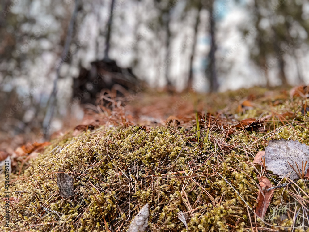 Obraz premium autumn nature