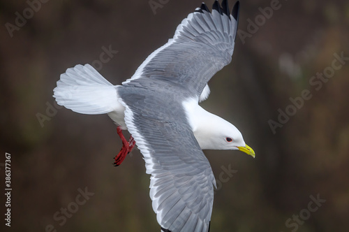 Red-legged Kittiwake (Rissa brevirostris) at St. George Island, Pribilof Islands, Alaska, USA photo