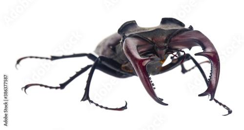 Stag beetle isolated on white background .