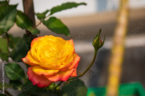 A beautiful orange rose flower