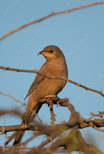 Grey Hypocolius perched on acacia tree in the morning hours, Bahrain photo