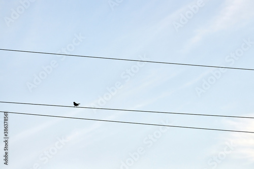 One alone bird on wire photo