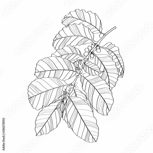 Coffee tree illustration. Line coffee branch illustration.