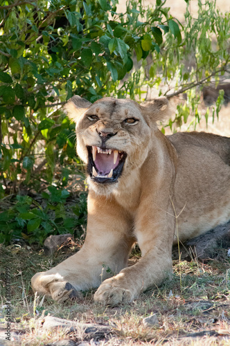 Fototapeta Naklejka Na Ścianę i Meble -  Close up of a roaring lioness