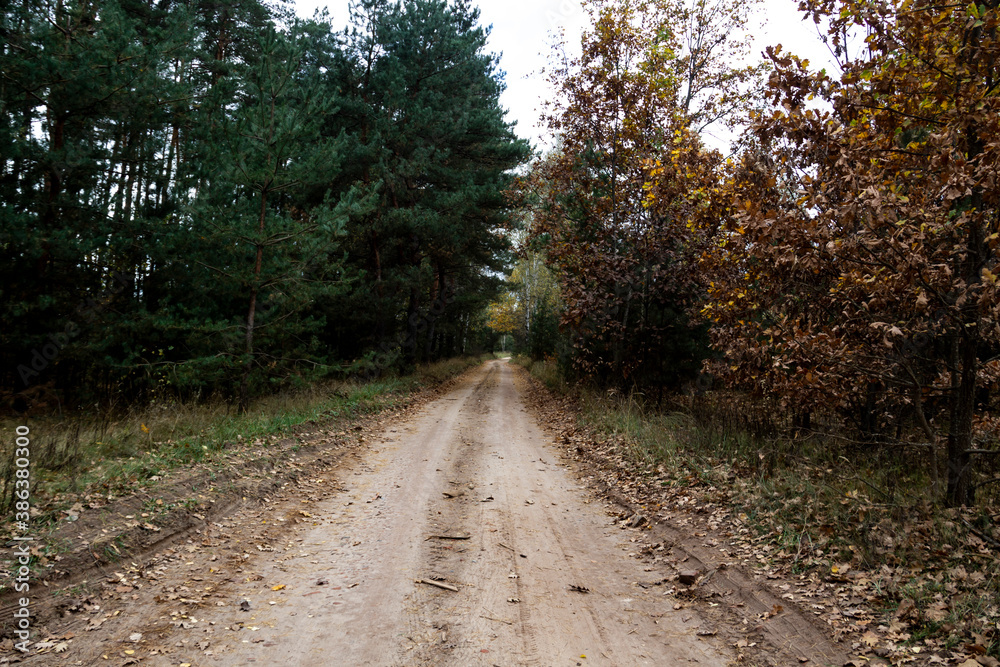 Dirty forest road in the village in Ukraine at the autumn.