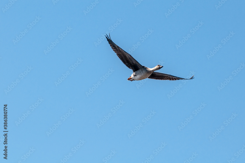 Bean Goose (Anser fabalis) gosling in Barents Sea coastal area, Russia Bean Goose (Anser fabalis) gosling in Barents Sea coastal area, Russia