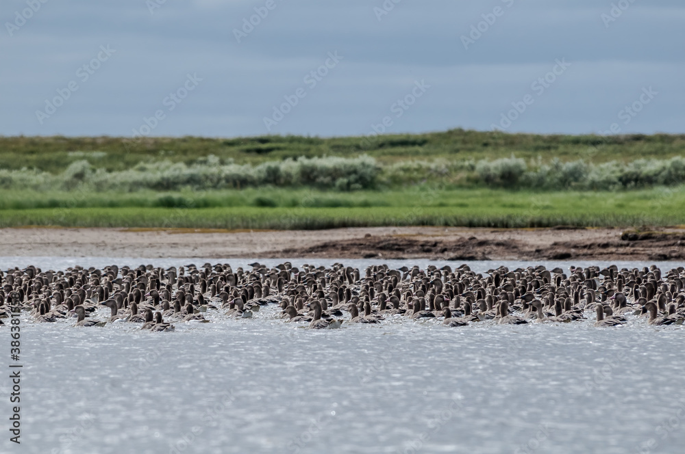 Molting Bean (Anser fabalis) and Greater White-fronted (Anser albifrons) Geese in Barents Sea coastal area, Russia Molting Bean (Anser fabalis) and Greater White-fronted (Anser albifrons) Geese in Barents Sea coastal area, Russia