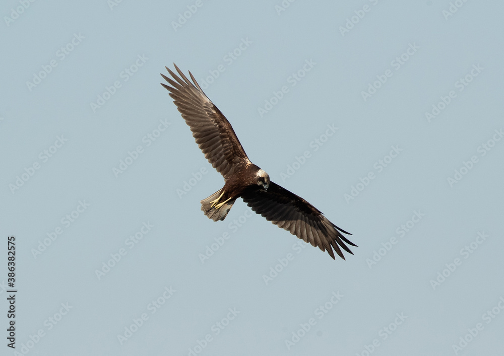 Fototapeta premium The marsh harriers are birds of prey, a medium-sized raptors