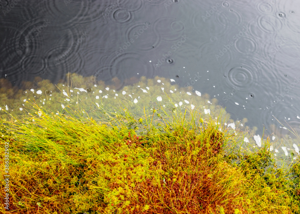 traditional bog vegetation with grass, mosses and lichens in the rain, foggy and rainy background