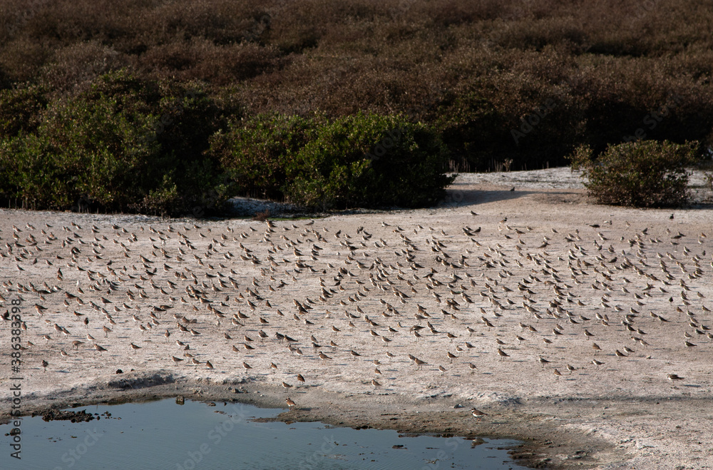 Mixed species of birds thriving at Mangroves vegetation of Tubli bay, Bahrain