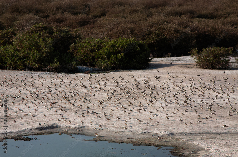 Mixed species of birds thriving at Mangroves vegetation of Tubli bay ...