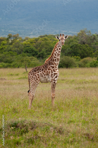 Masai Giraffe in Kenya