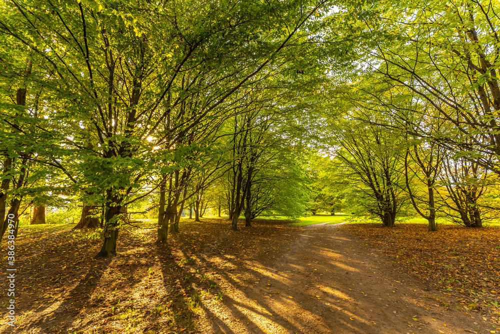 Herbstlandschaft in der Nachmittagssonne | Herbstwald