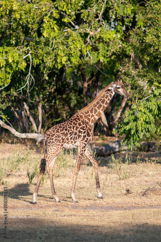 Portrait of a giraffe grazing in Selous  Tanzania