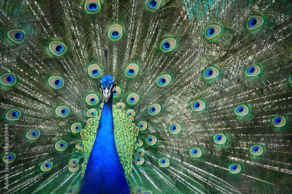 Obraz premium クジャク