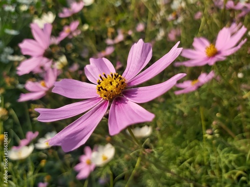 pink cosmos flower